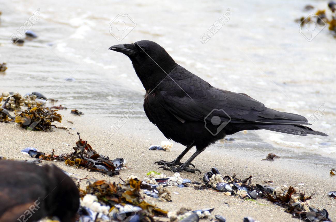 カラスの側面図です 大きな黒い鳥は背景の水とビーチに立っています の写真素材 画像素材 Image カラスの側面図です 大きな黒い鳥は背景の水とビーチに立っています の写真素材 画像素材 Image