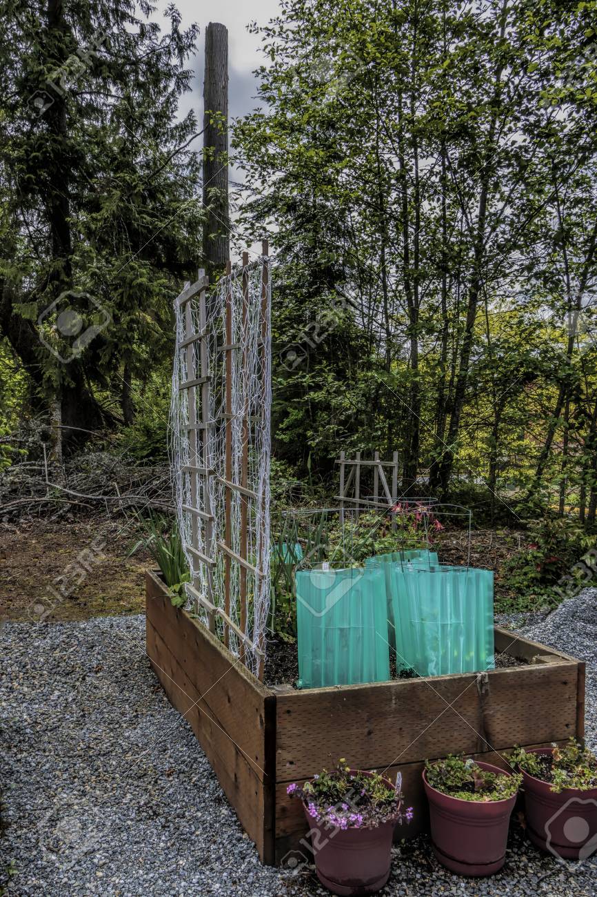 Raised Gardening Beds Beside A Parking Lot Showing Insect Bird