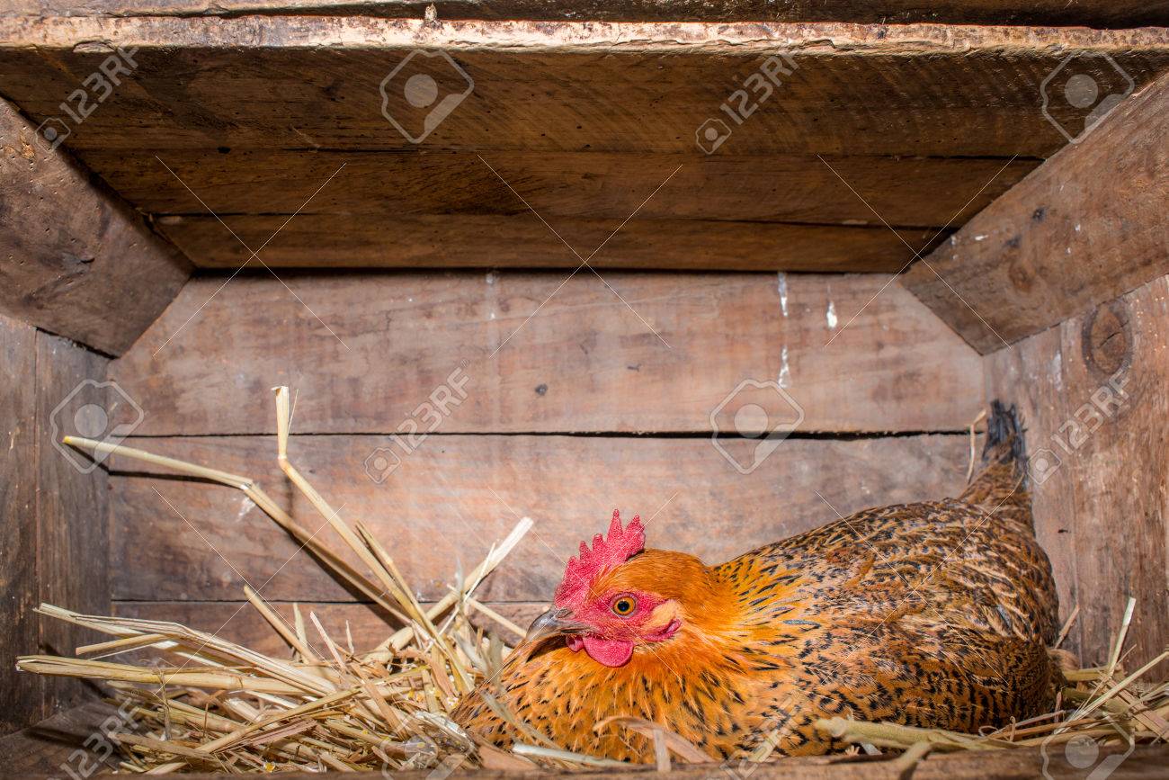 Une Poule Se Trouve Dans Le Foin à Lu0027intérieur Du0027une Boîte Dans Le 