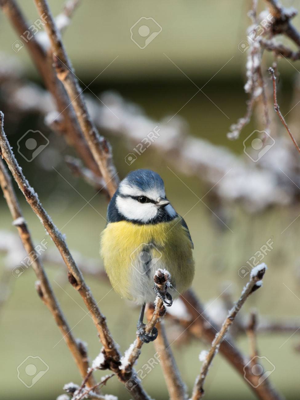 かわいい小鳥アオガラが少しの霜と雪でブッシュの枝に腰掛け の写真