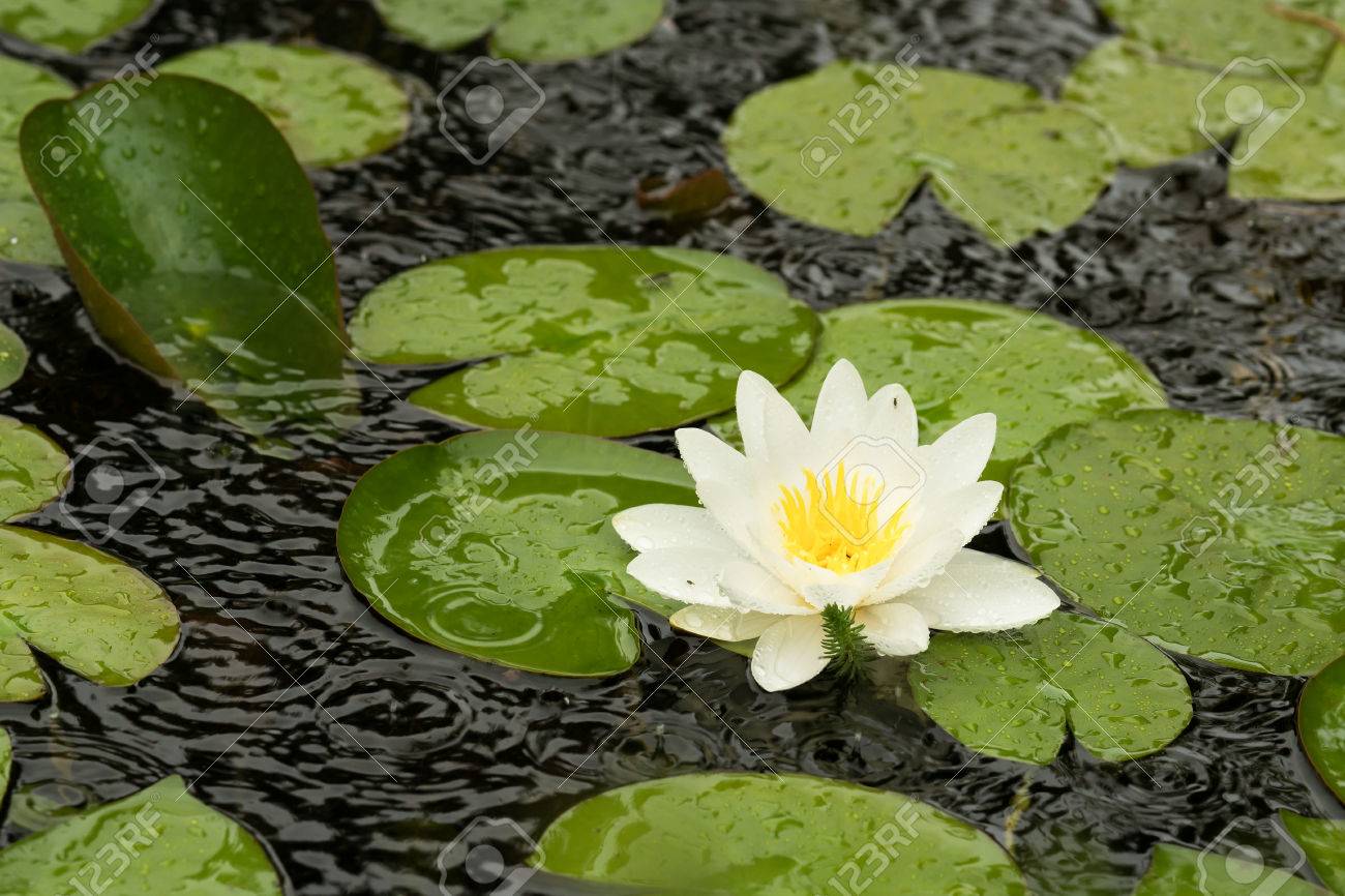 白い水ユリの花と葉の落ちる水滴と雨の天気で上から斜め上方から見た の写真素材 画像素材 Image