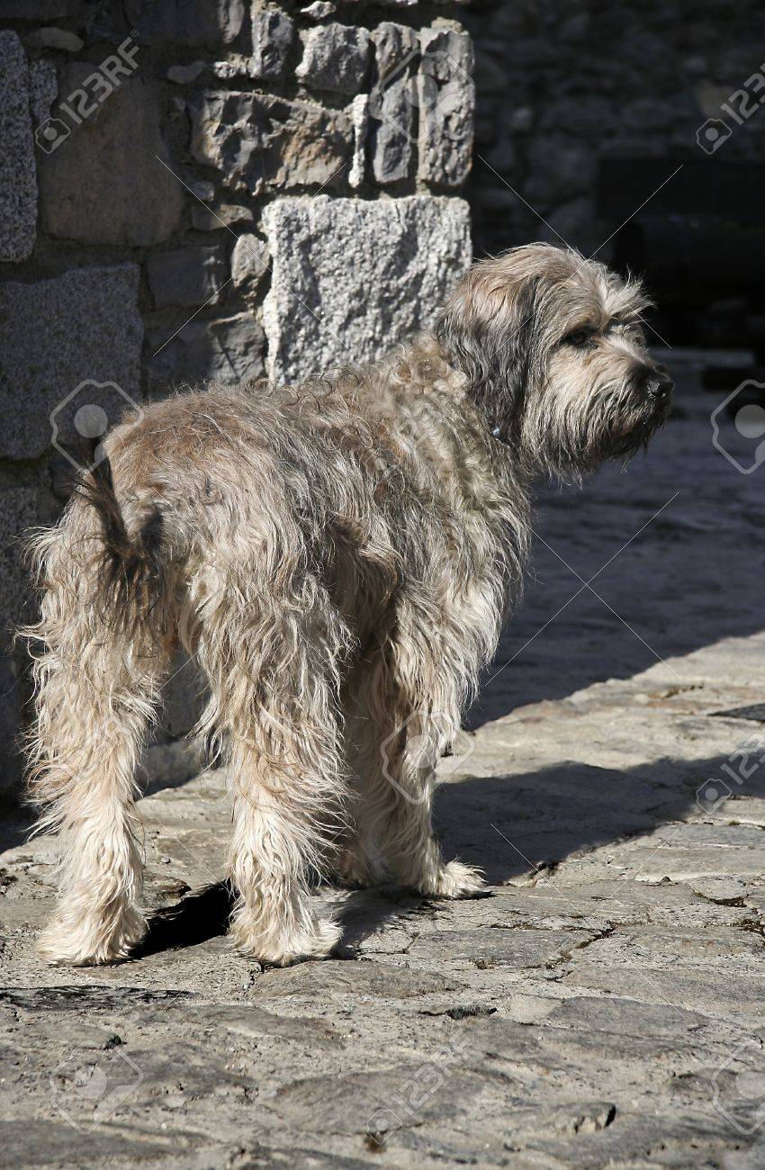 カタロニアン シープドッグはヨーロッパ 特にスペイン フィンランド ドイツ そしてスウェーデンの飼育犬牧羊犬として使用カタルーニャ ピレネー犬の品種 の写真素材 画像素材 Image