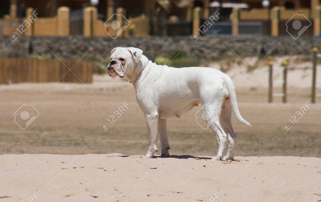Female White Boxer Dog Playing At The Beach Of Los Lances Tarifa Spain Stock Photo Picture And Royalty Free Image Image 29805419