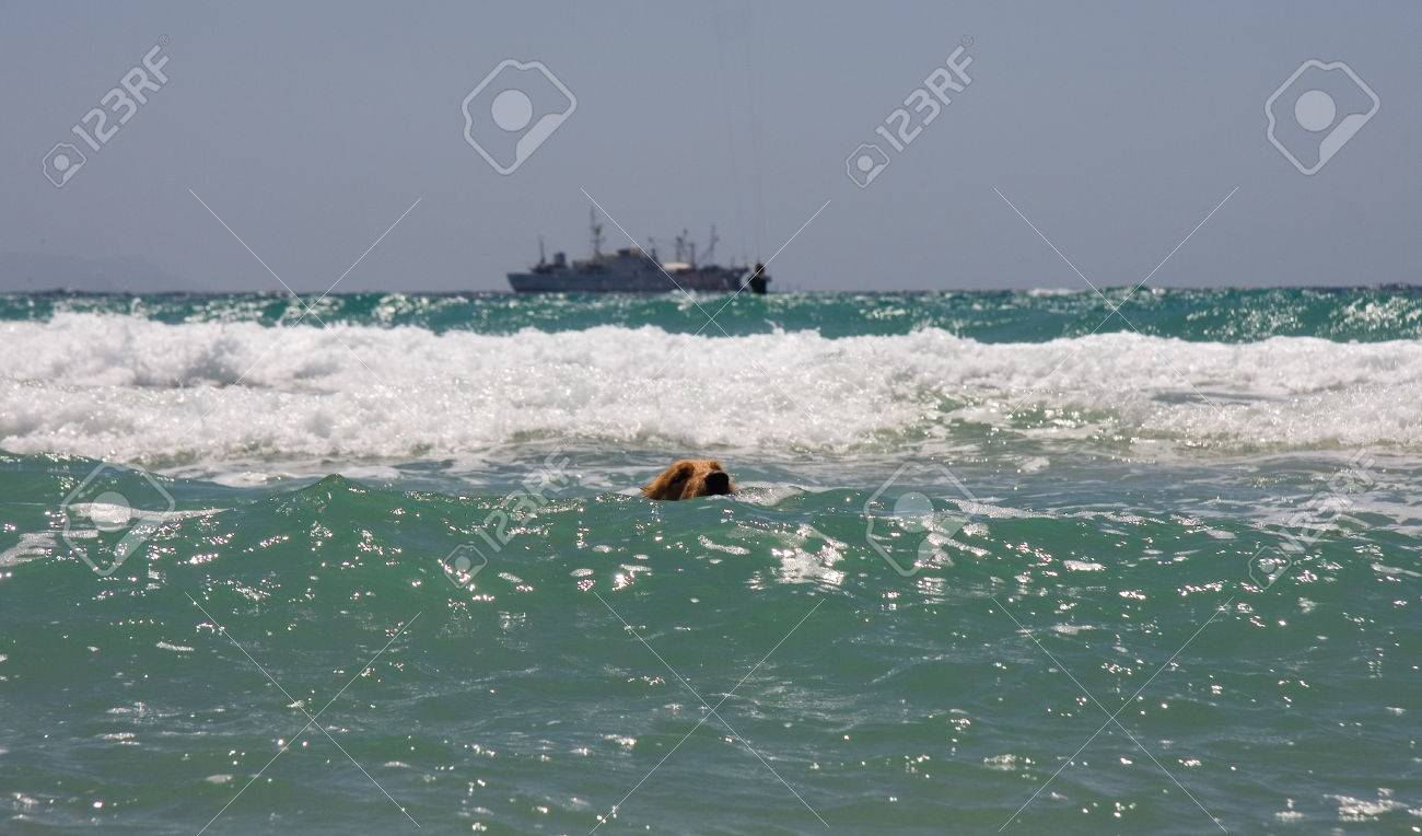 Chiens Piscine En Dur Dans Locéan Tarifa Espagne Banque Dimages