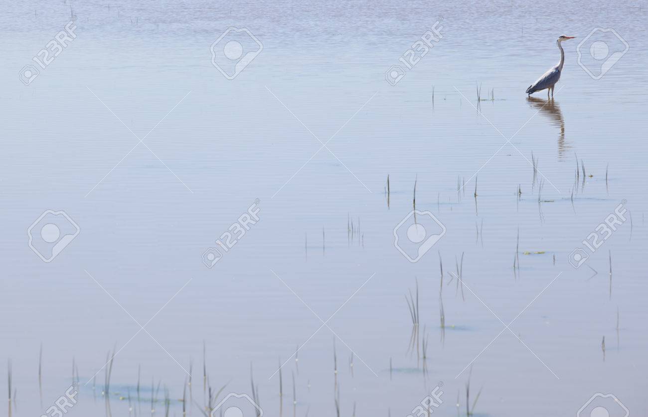 その自然の生息地でアオサギ ドニャーナ国立公園の沼地 スペイン の写真素材 画像素材 Image その自然の生息地でアオサギ ドニャーナ国立公園の沼地 スペイン の写真素材 画像素材 Image