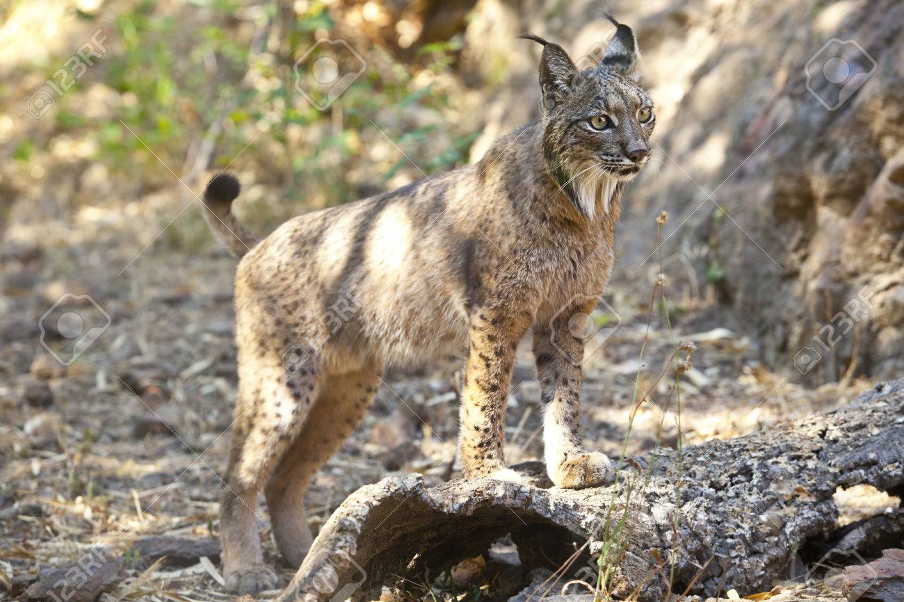 イベリア Lynx やワイルド ライフ パーク スペインオオヤマネコ の写真素材 画像素材 Image