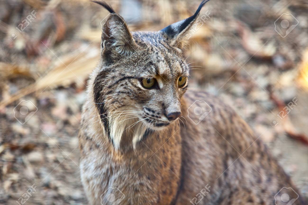 イベリア Lynx やワイルド ライフ パーク スペインオオヤマネコ の写真素材 画像素材 Image