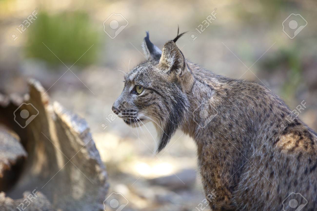 イベリア Lynx やワイルド ライフ パーク スペインオオヤマネコ の写真素材 画像素材 Image