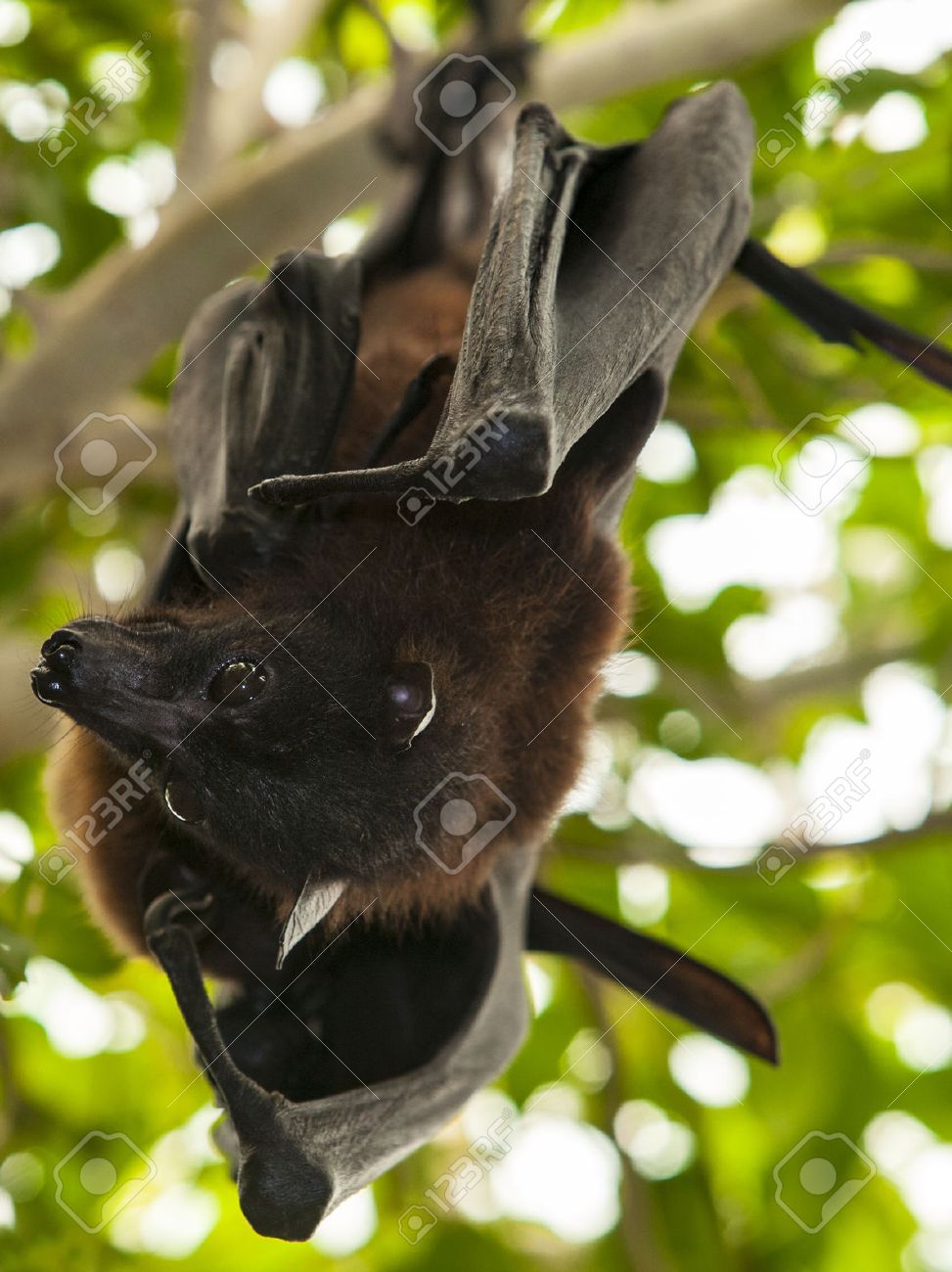 2 インド オオコウモリ Pteropus 諸大きいインド フルーツ バットとしても知られています の写真素材 画像素材 Image