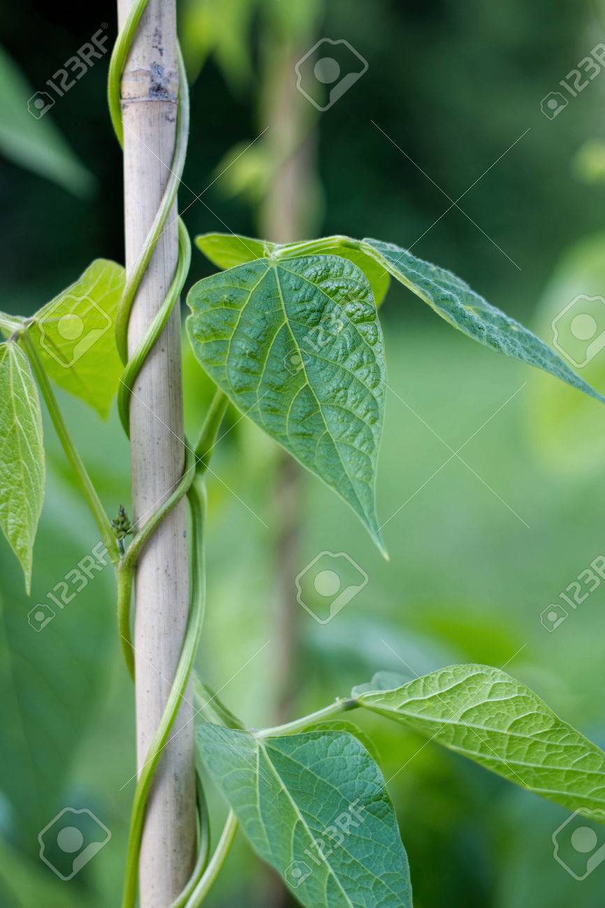 ランナーのマメ植物で 庭の野菜のフレーム内の成長 の写真素材 画像素材 Image ランナーのマメ植物で 庭の野菜のフレーム内の成長 の写真素材 画像素材 Image