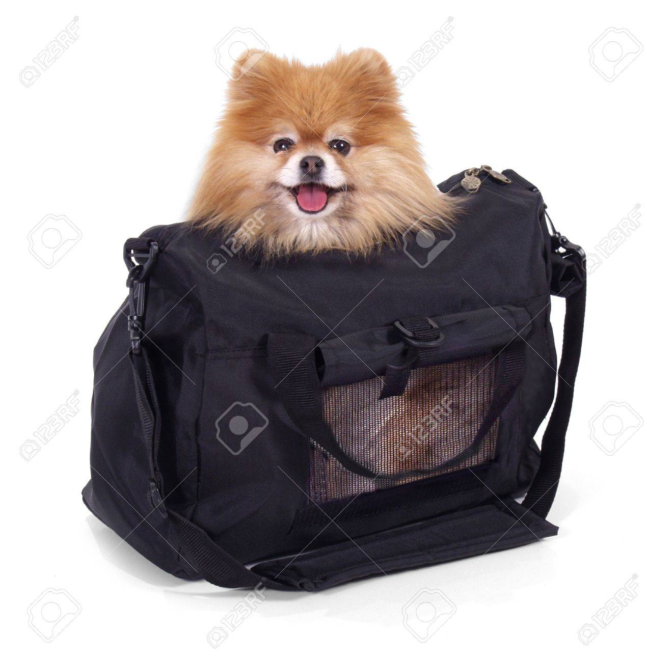 pomeranian carrier
