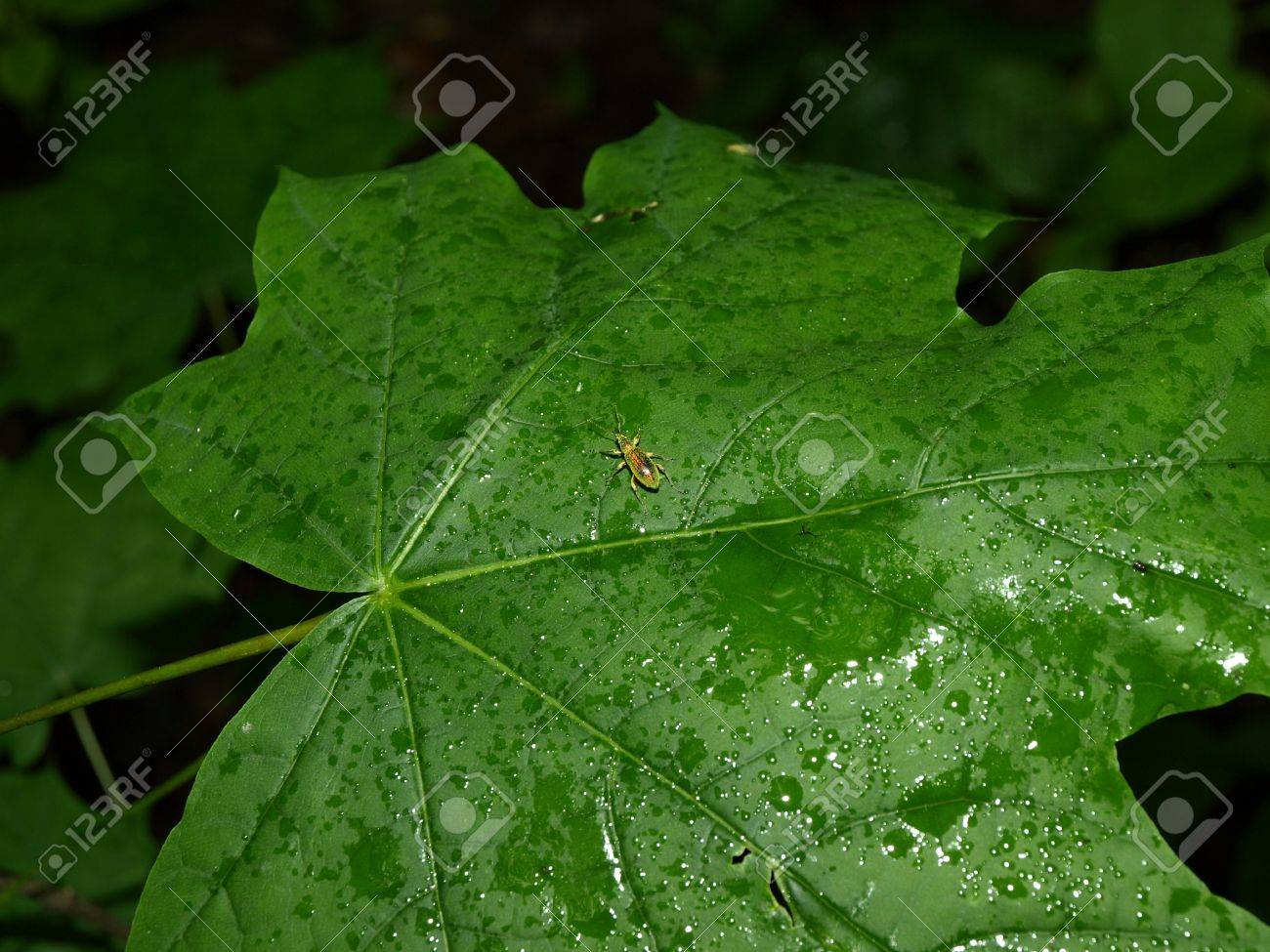 Inscest On Leaf Stock Photo, Picture and Royalty Free Image. Image 12447240.