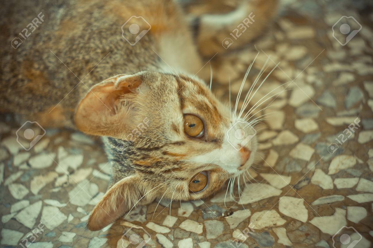 etiam-dictum-ipsum-a-felis