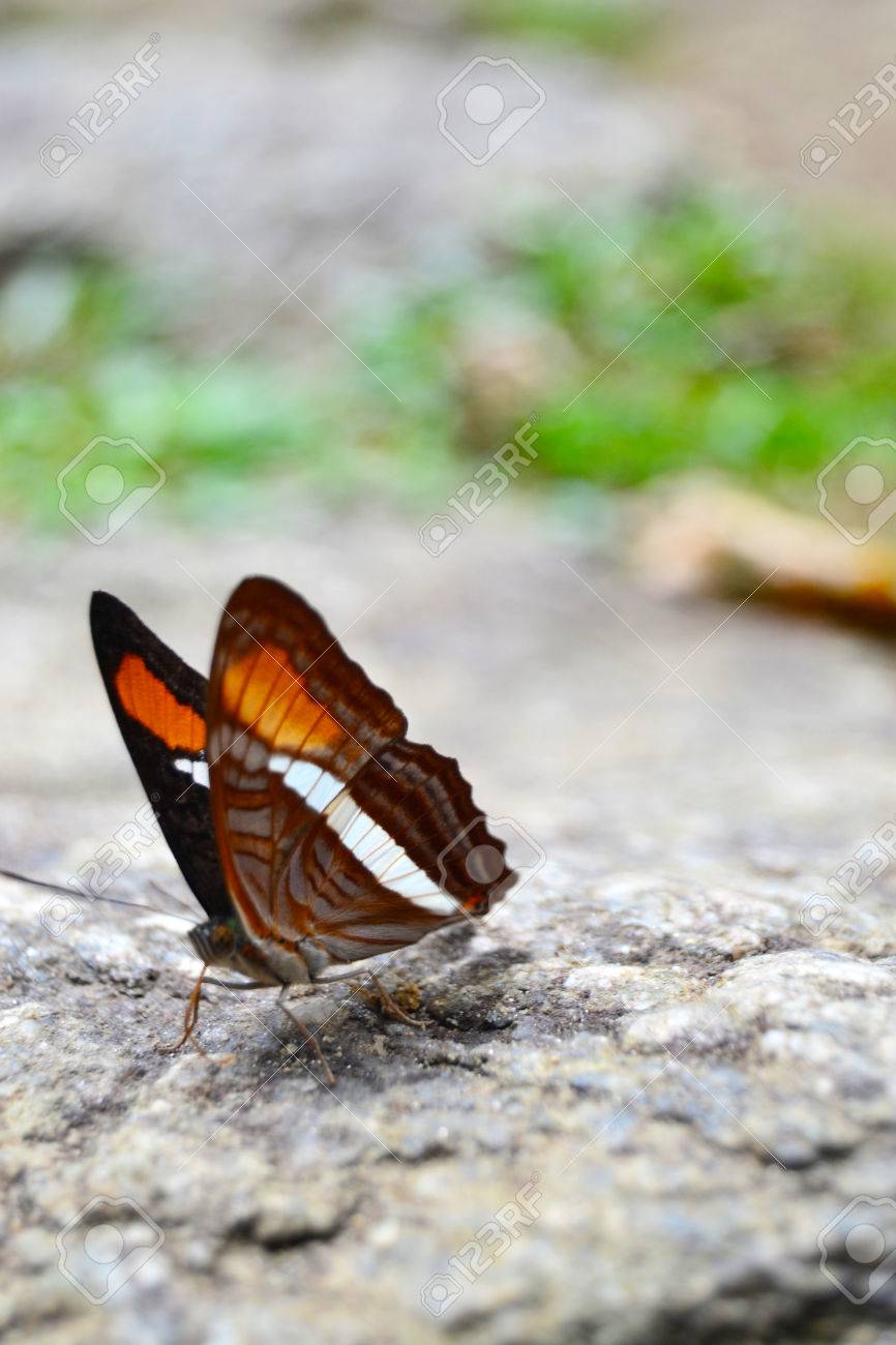 Black orange and white butterfly
