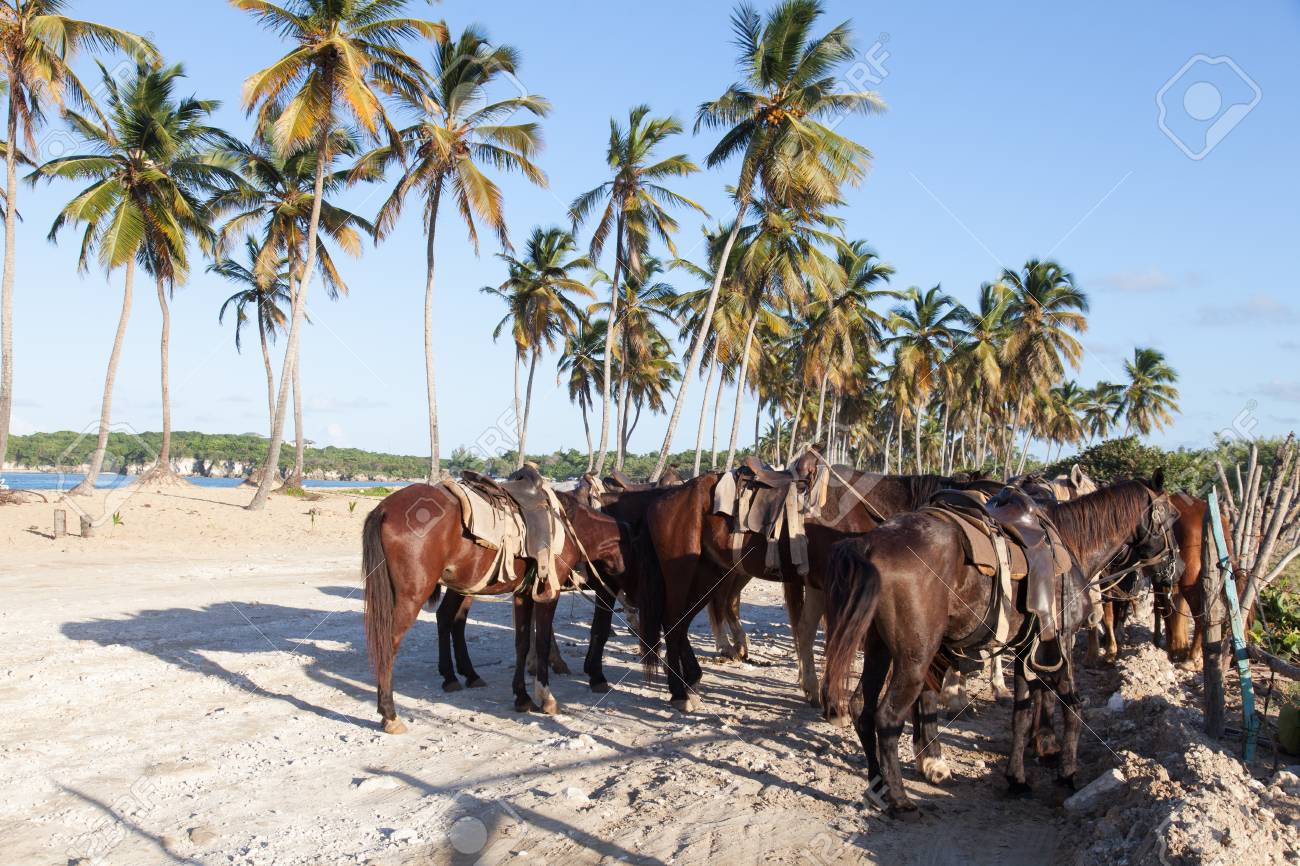horses tied up at macao beach north of punta cana stock photo