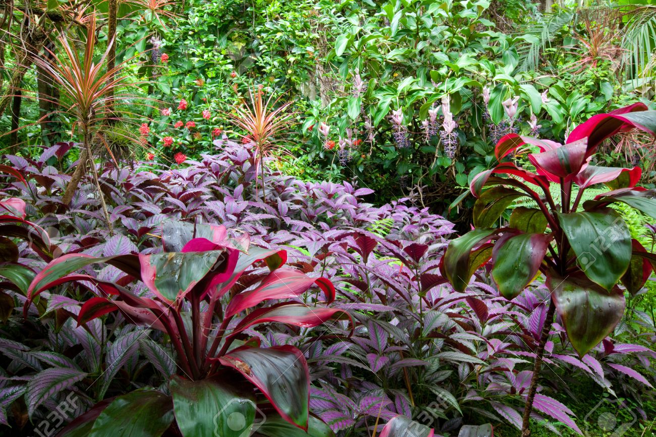 カラフルな緑豊かな熱帯雨林植物やハワイの木の多様な範囲で の写真素材 画像素材 Image