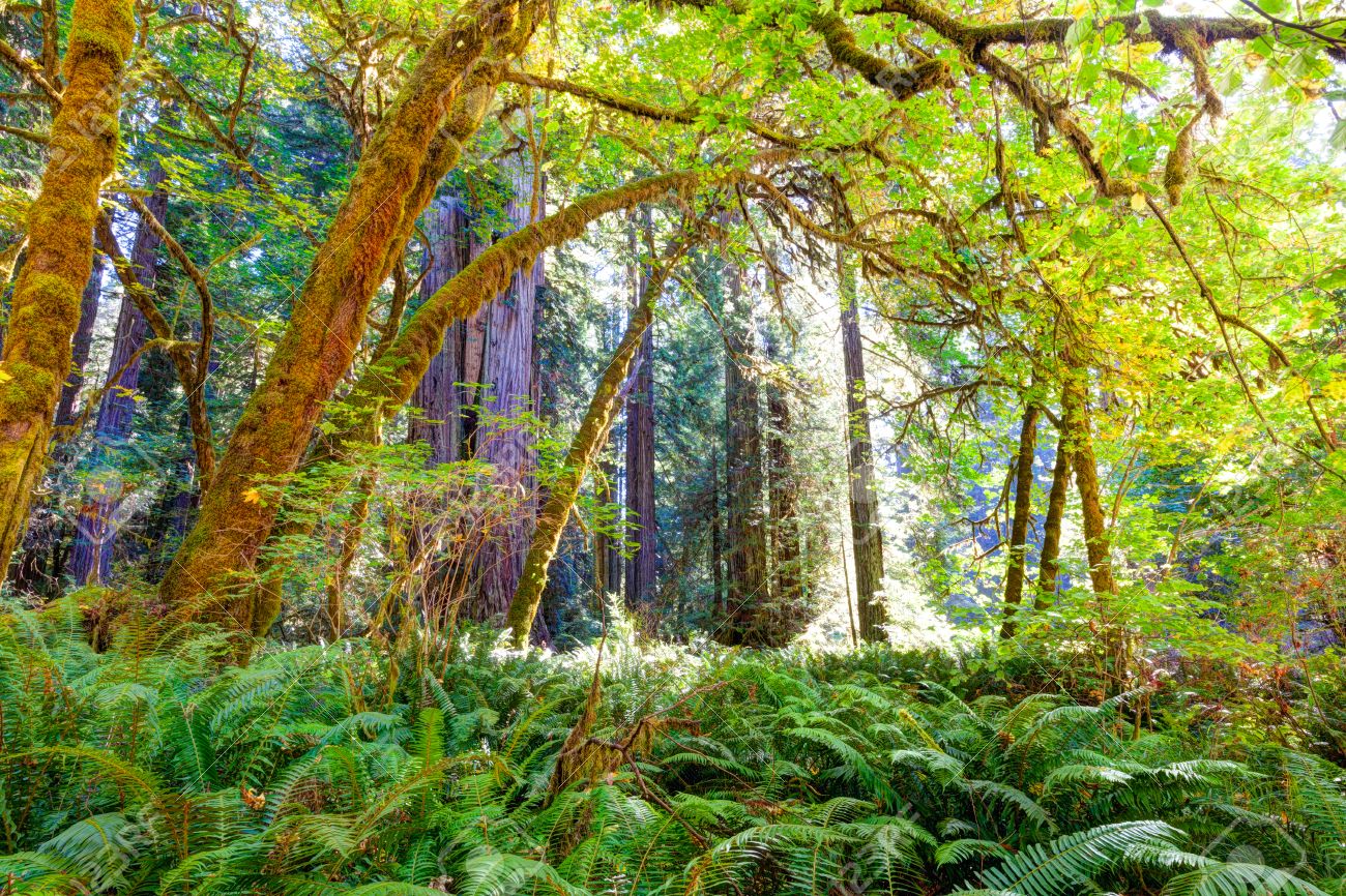 Welcome to Understory