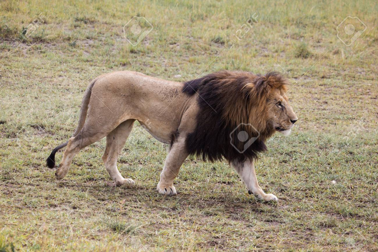 male lion walking masai mara national reserve kenya east africa