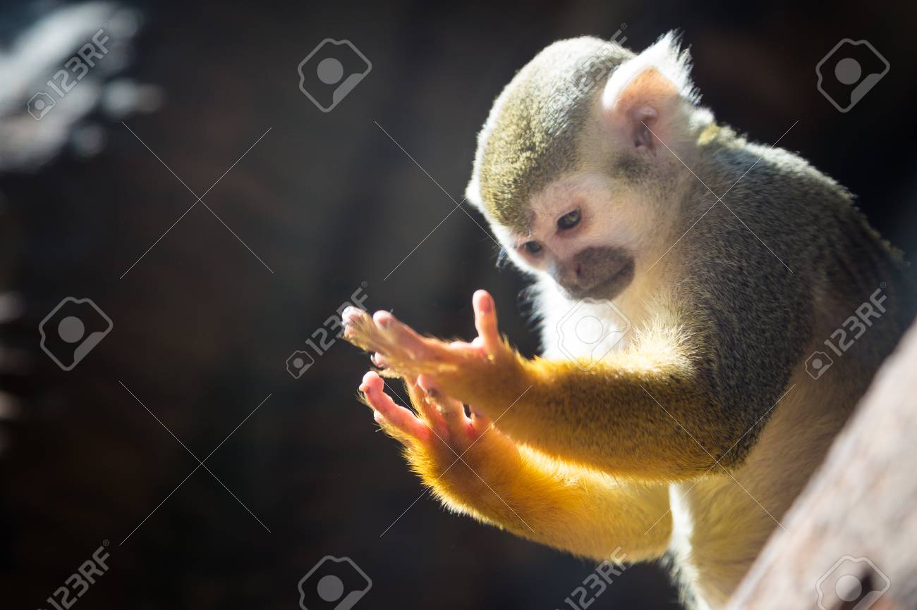 etiam-dictum-ipsum-a-felis