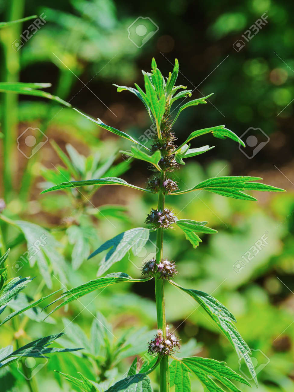 etiam-dictum-ipsum-a-felis