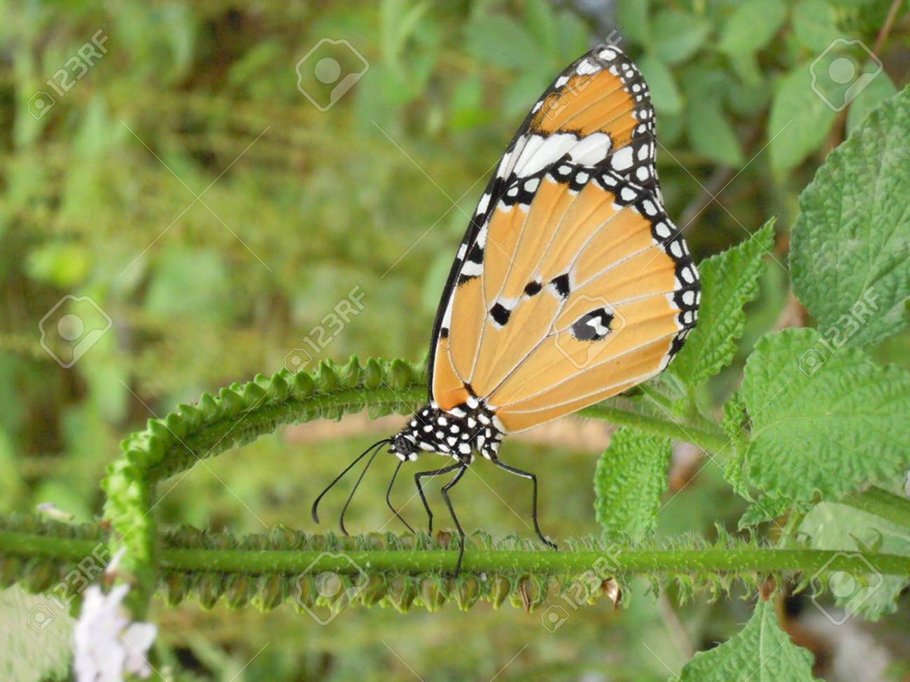 batter fly stock photo picture and royalty free image image 21521319 123rf com