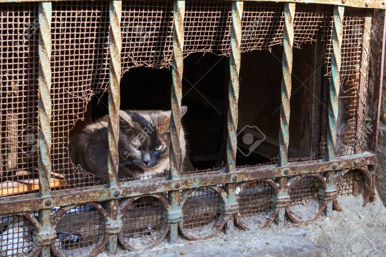 etiam-dictum-ipsum-a-felis
