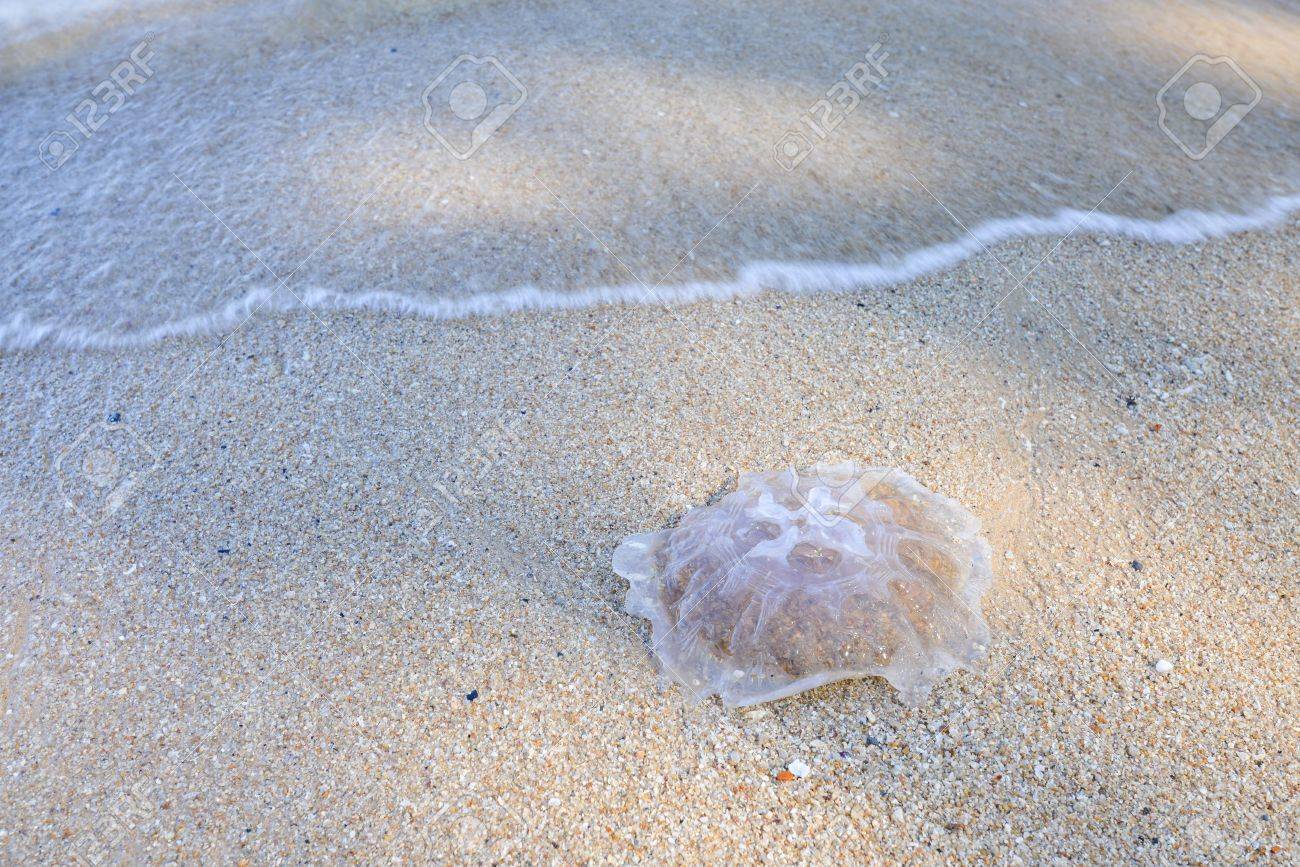 Dead Jellyfish On The Beach Stock Photo Picture And Royalty Free Image Image Dead Jellyfish On The Beach Stock Photo Picture And Royalty Free Image Image
