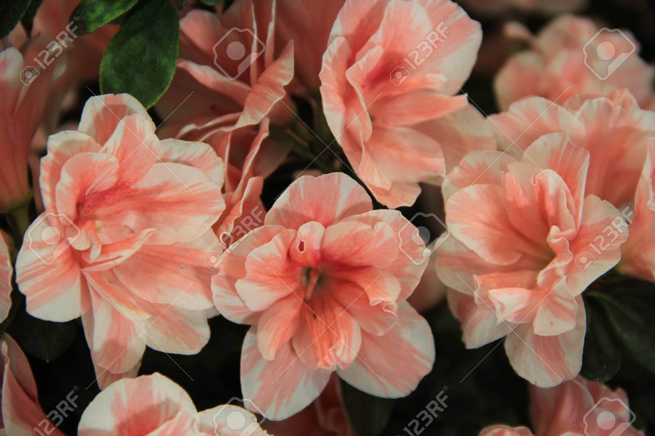 韓国のピンクの花 の写真素材 画像素材 Image