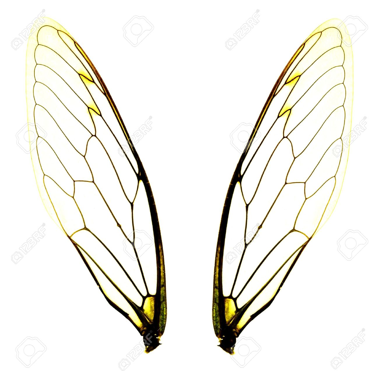 白い背景の上の 2 つの孤立した蝉の羽のクローズ アップ の写真素材 画像素材 Image
