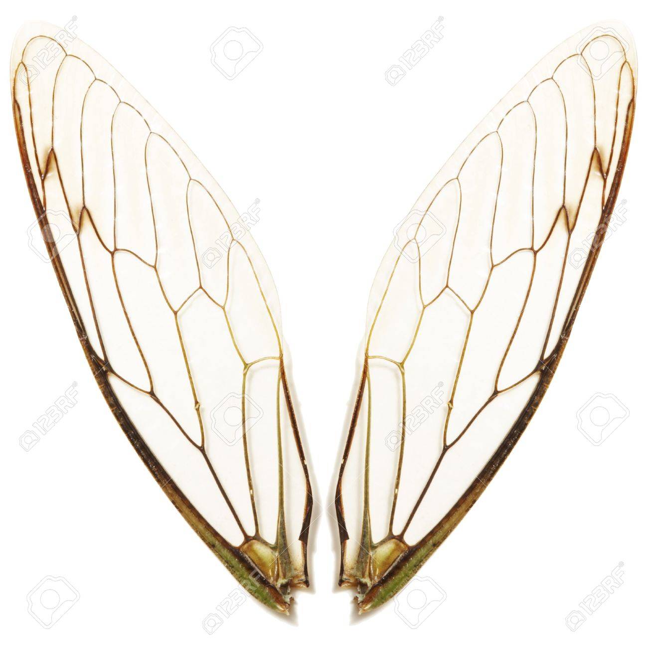 白い背景の上の蝉の羽のペアのクローズ アップ の写真素材 画像素材 Image