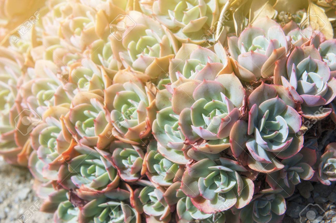 Echeveria Elegans Is A Succulent Evergreen Perennial With Tight Stock Photo Picture And Royalty Free Image Image 61940883