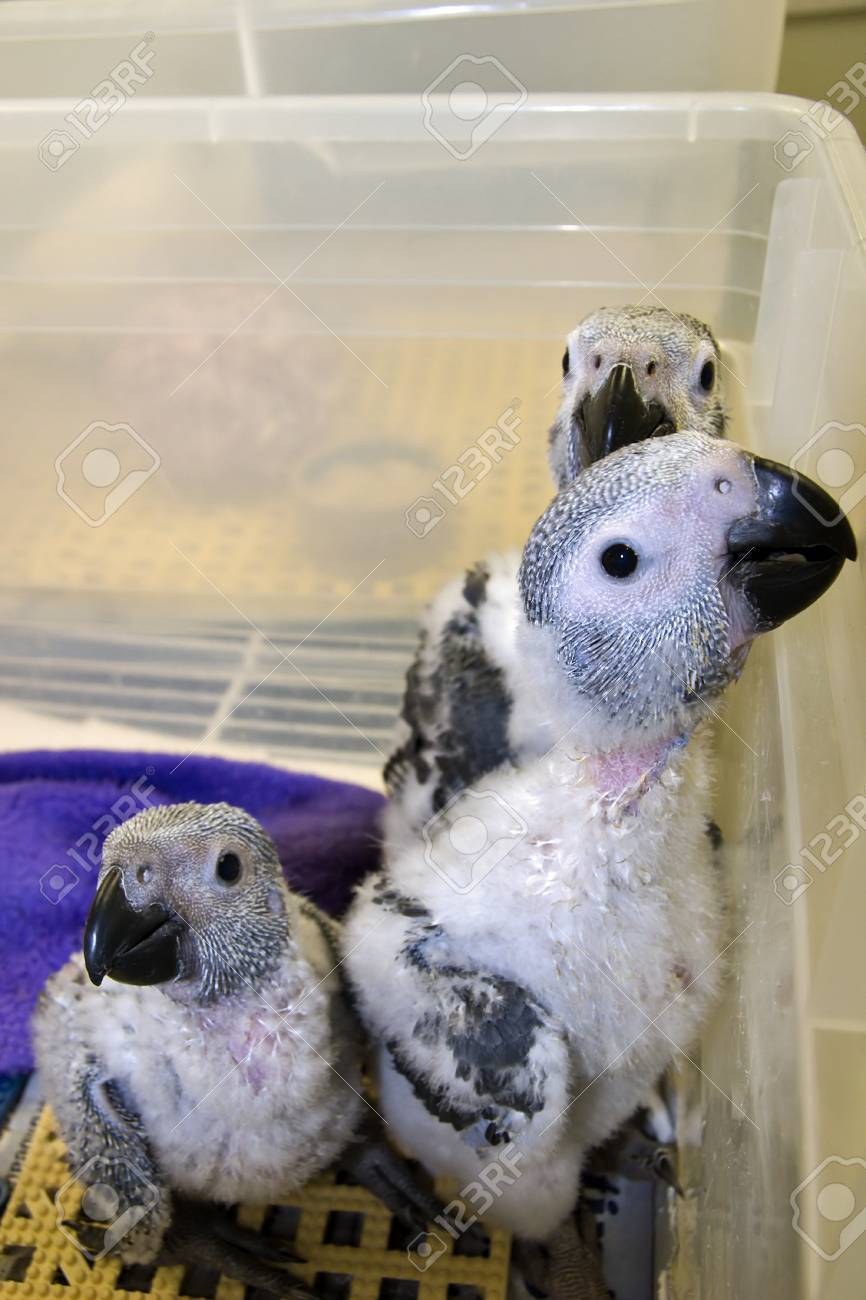 Baby African Grey Parrots In A Tub 