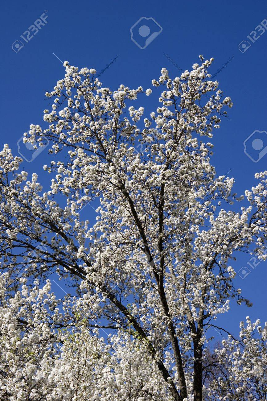 ブラッドフォードのナシ木を花します の写真素材 画像素材 Image