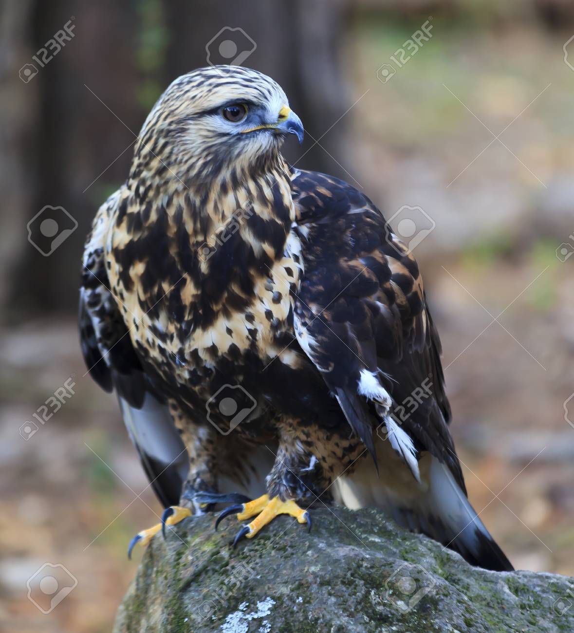 Rough Legged Hawk 正版图像123RF中国- 高质量免版税图像库. Image 37891062