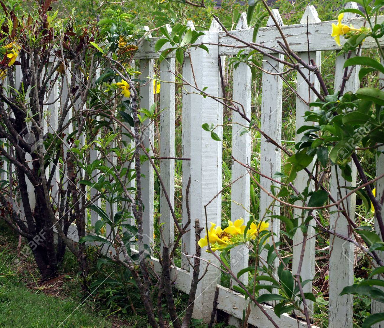 白塗装木製のピケット フェンスと黄色い花をつけるつる植物 の写真素材 画像素材 Image