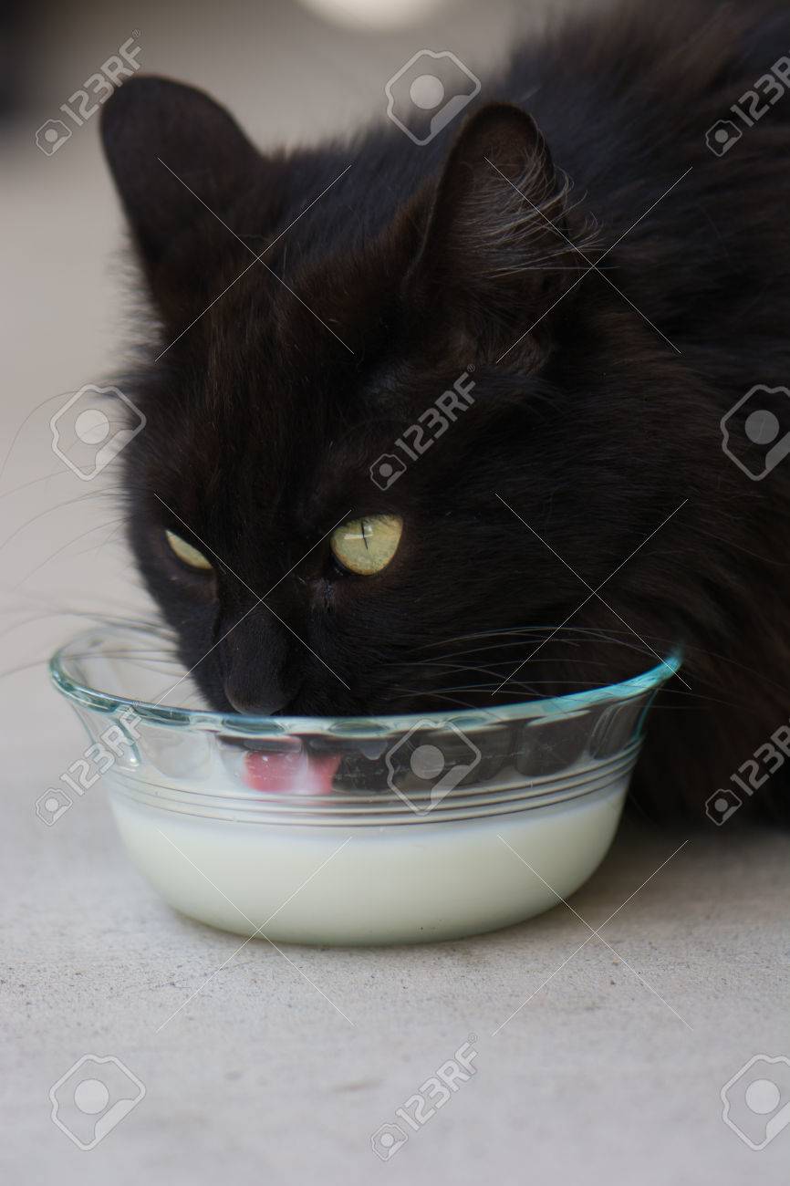 Chat Noir A Longs Cheveux Boire La Langue De Lait Qui Sort Bol En Verre De Lait Banque D Images Et Photos Libres De Droits Image
