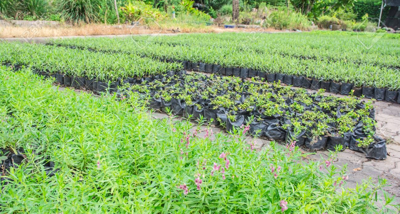 黒ポット栽培パターン詳細風景表示工場 の写真素材 画像素材 Image