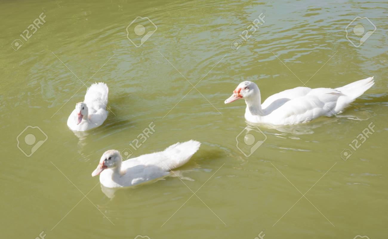 アヒルの絵【川で寝てるアヒル】 アヒルの絵【川で寝てるアヒル】 アヒルと寝ている壁紙の写真 -