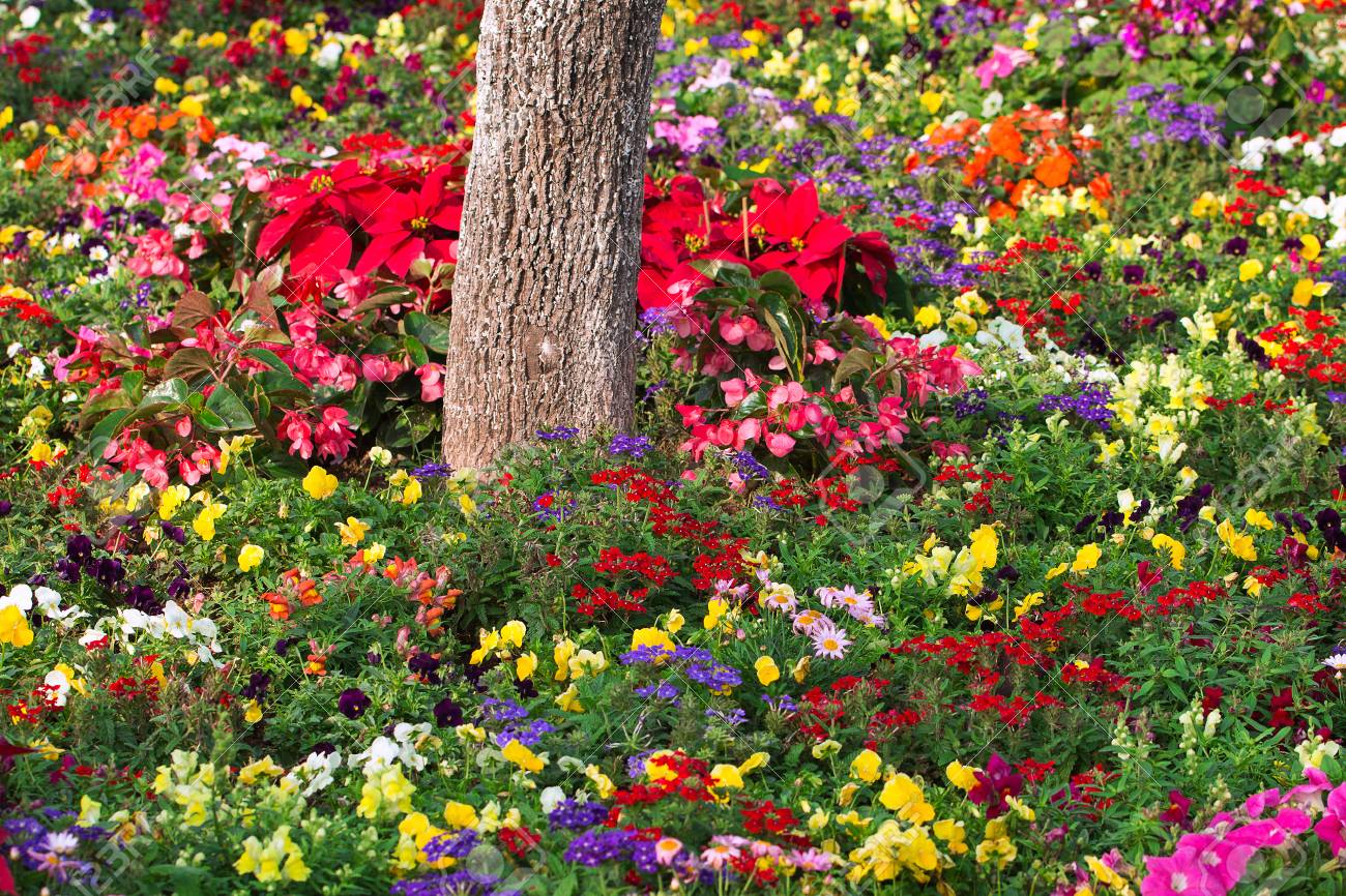 庭で別の種類の花 の写真素材 画像素材 Image