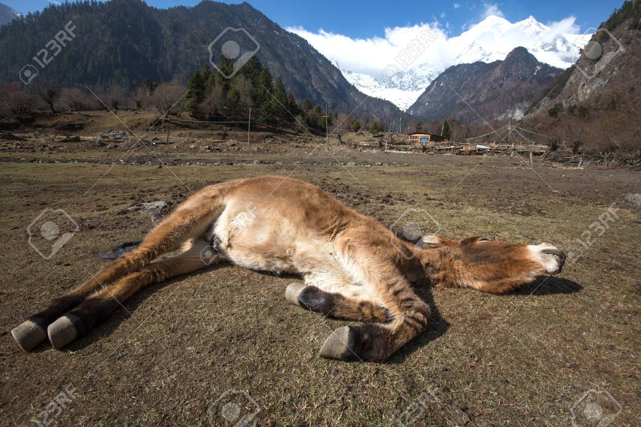 etiam-dictum-ipsum-a-felis