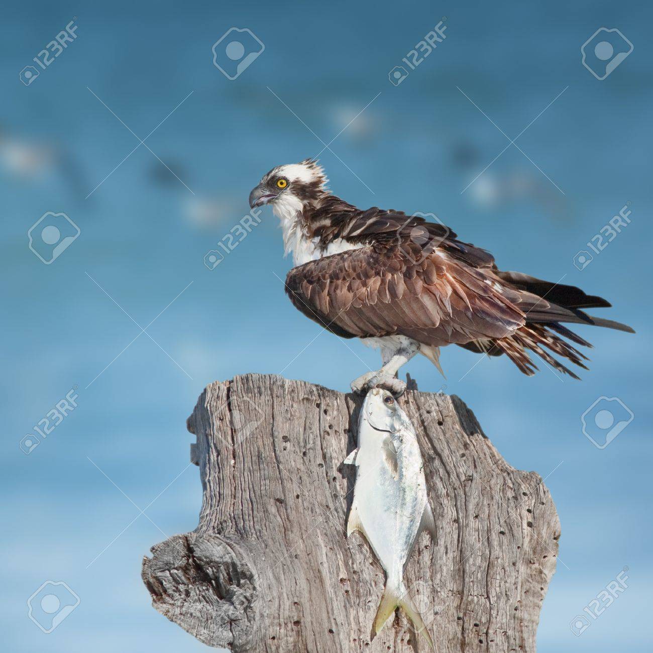 海海岸にキャッチのミサゴラテン語名 パンディオン Haliaetus の写真素材 画像素材 Image