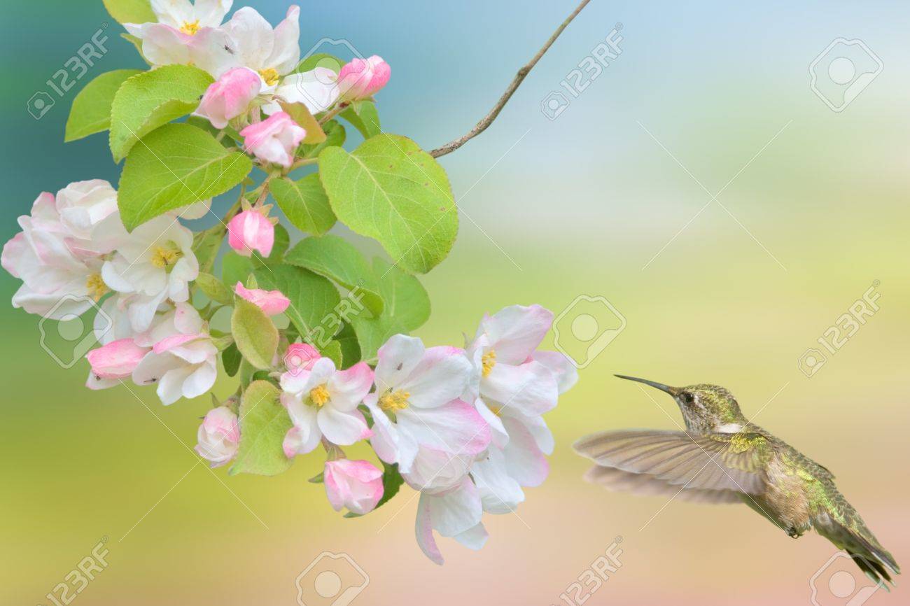 ハチドリは Apple の花の周りホバリングします ラテン語名 アルキロコス Colubris の写真素材 画像素材 Image