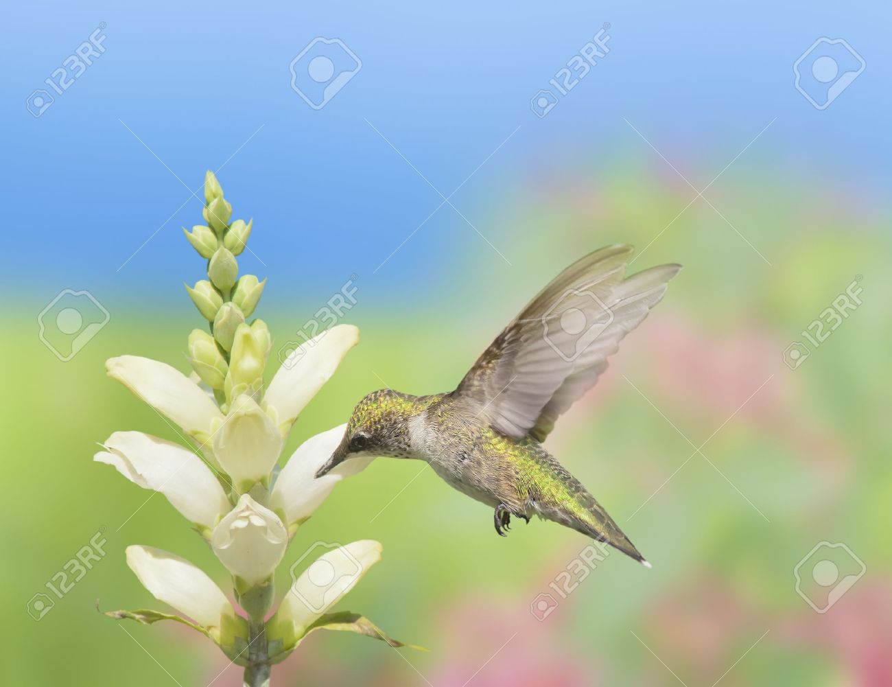 今回 ラテン名 Chelone Glabra 白い野生の花の蜜を餌のハチドリ ラテン語名 アルキロコス Colubris の写真素材 画像素材 Image