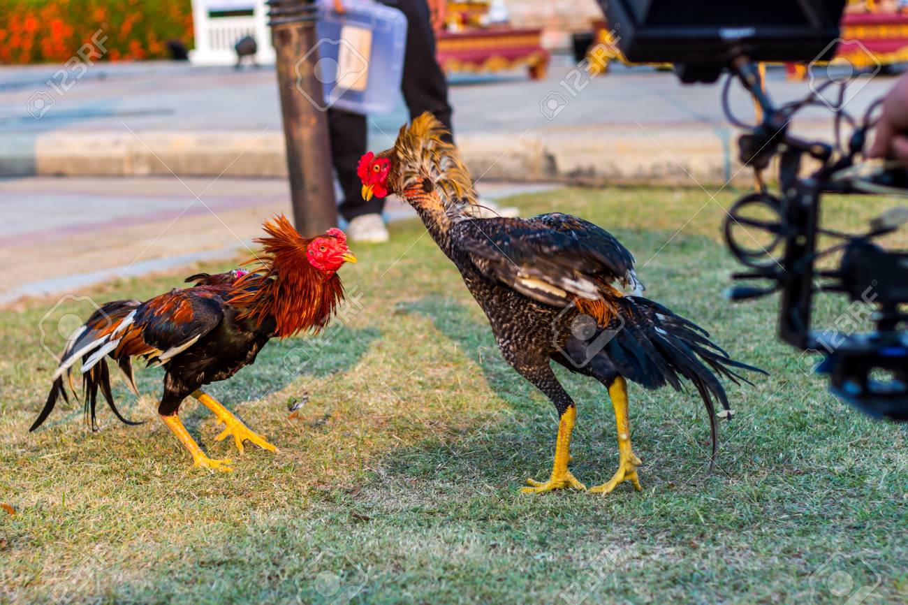 Schoner Asiatischer Hahn Ausgebildet Fur Den Hahnenkampf In Kachanaburi Thailand Lizenzfreie Fotos Bilder Und Stock Fotografie Image 93793919