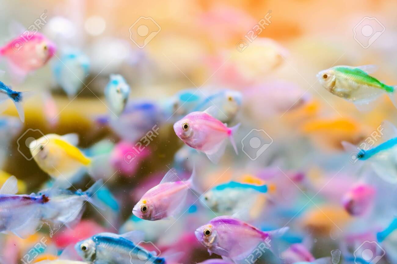 Small colorful sale aquarium fish