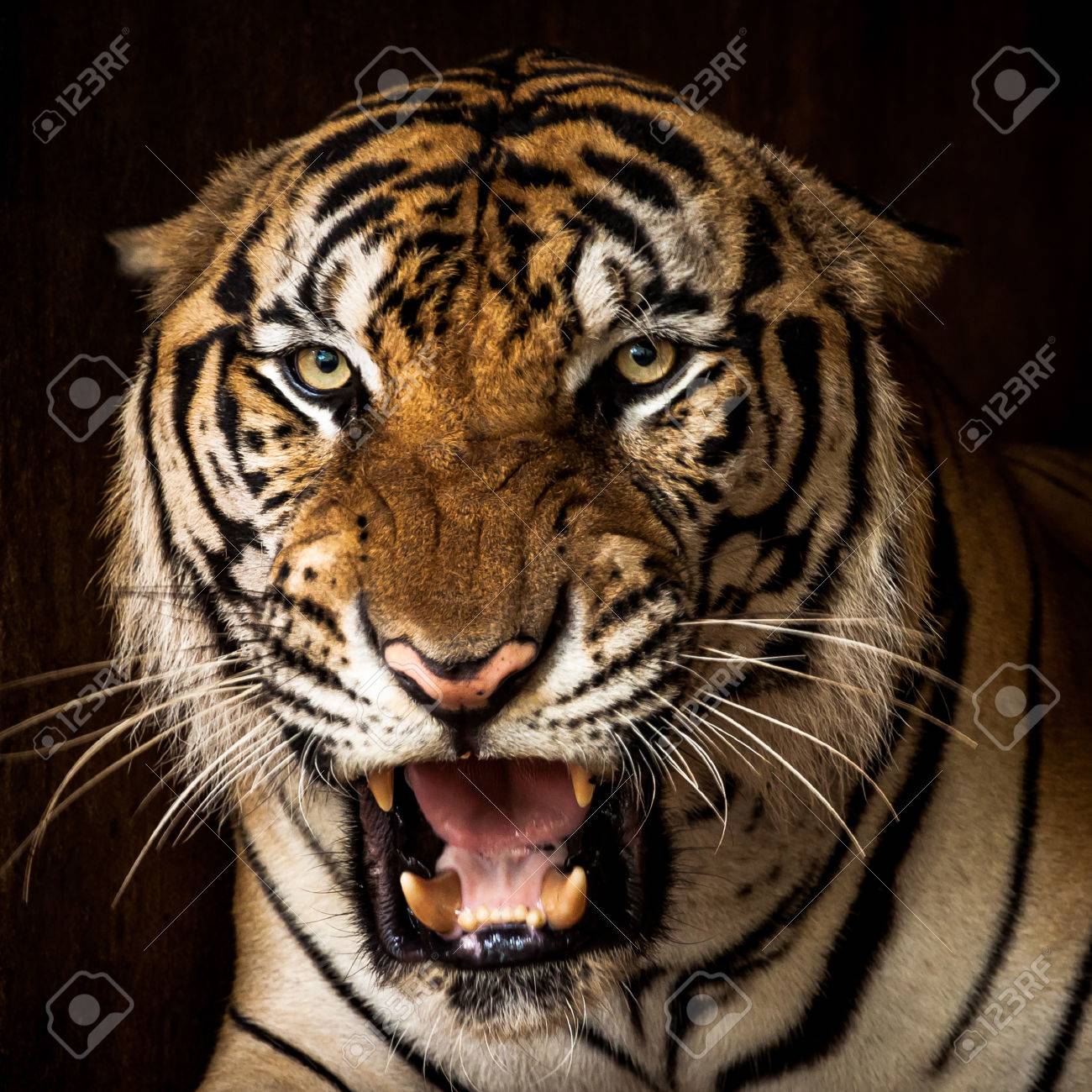 Tiger Angry Stock Photo, Picture and Royalty Free Image. Image 60534448., image size:1300x1300
