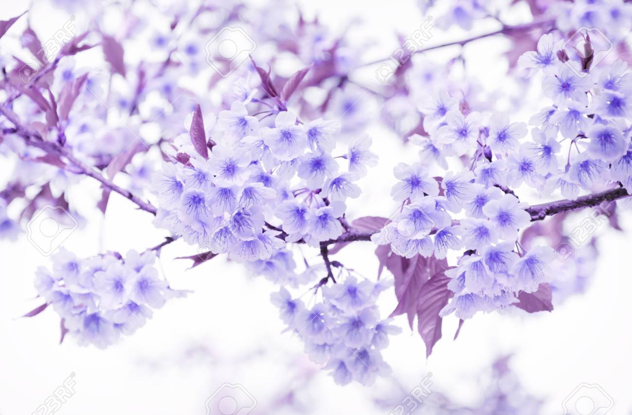Purple cherry blossom best sale