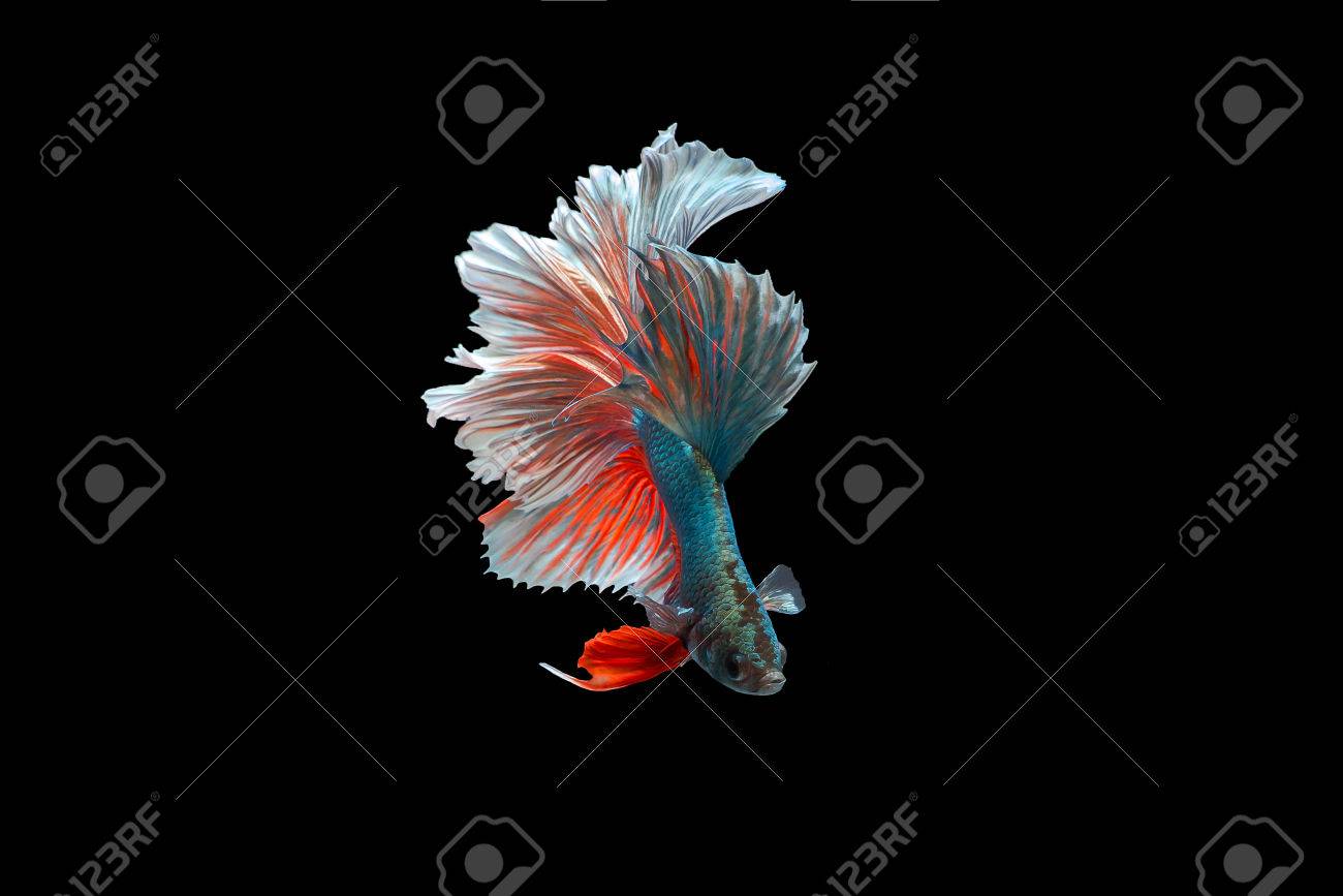 beta marine fish