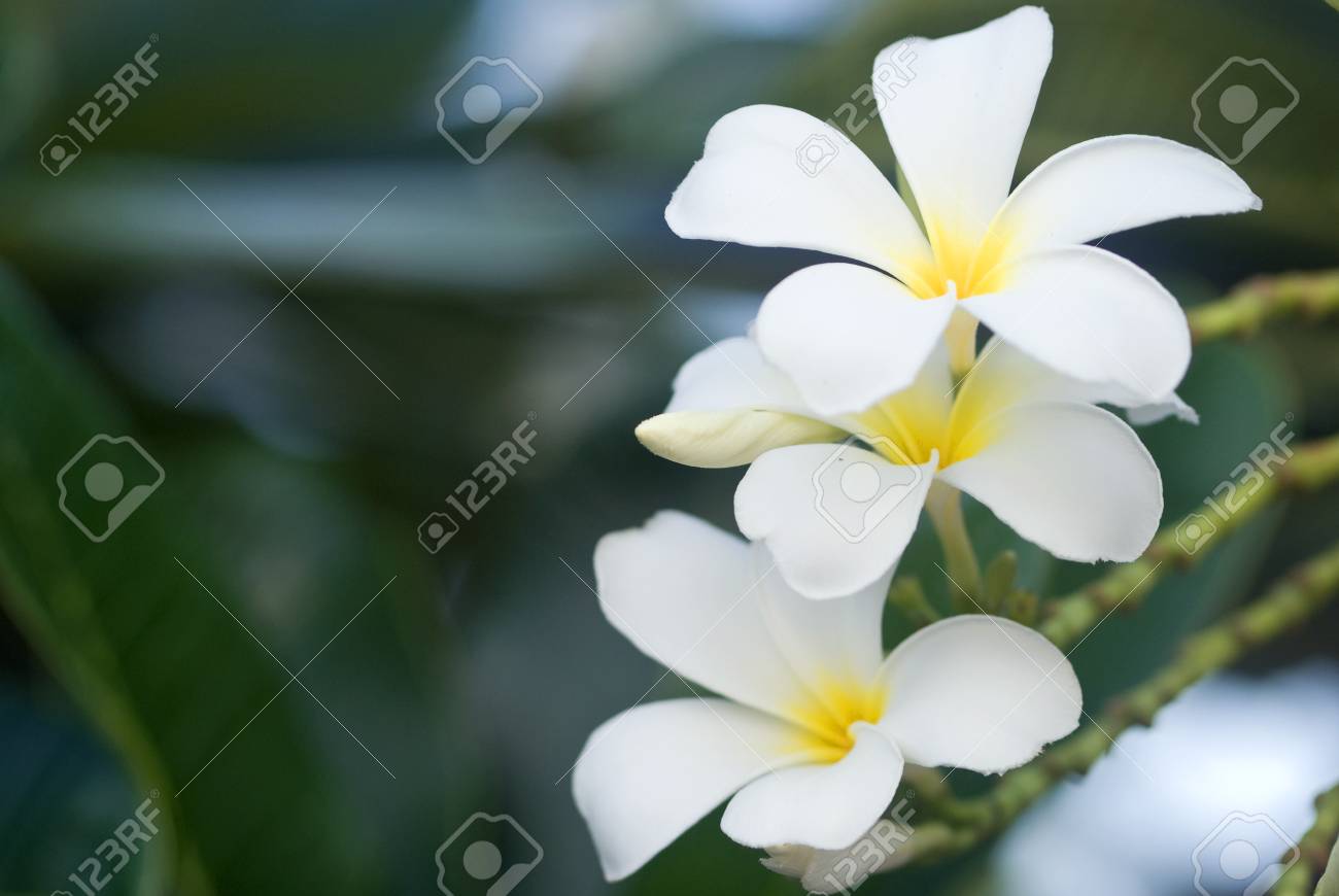 プルメリアの花庭の木 の写真素材 画像素材 Image