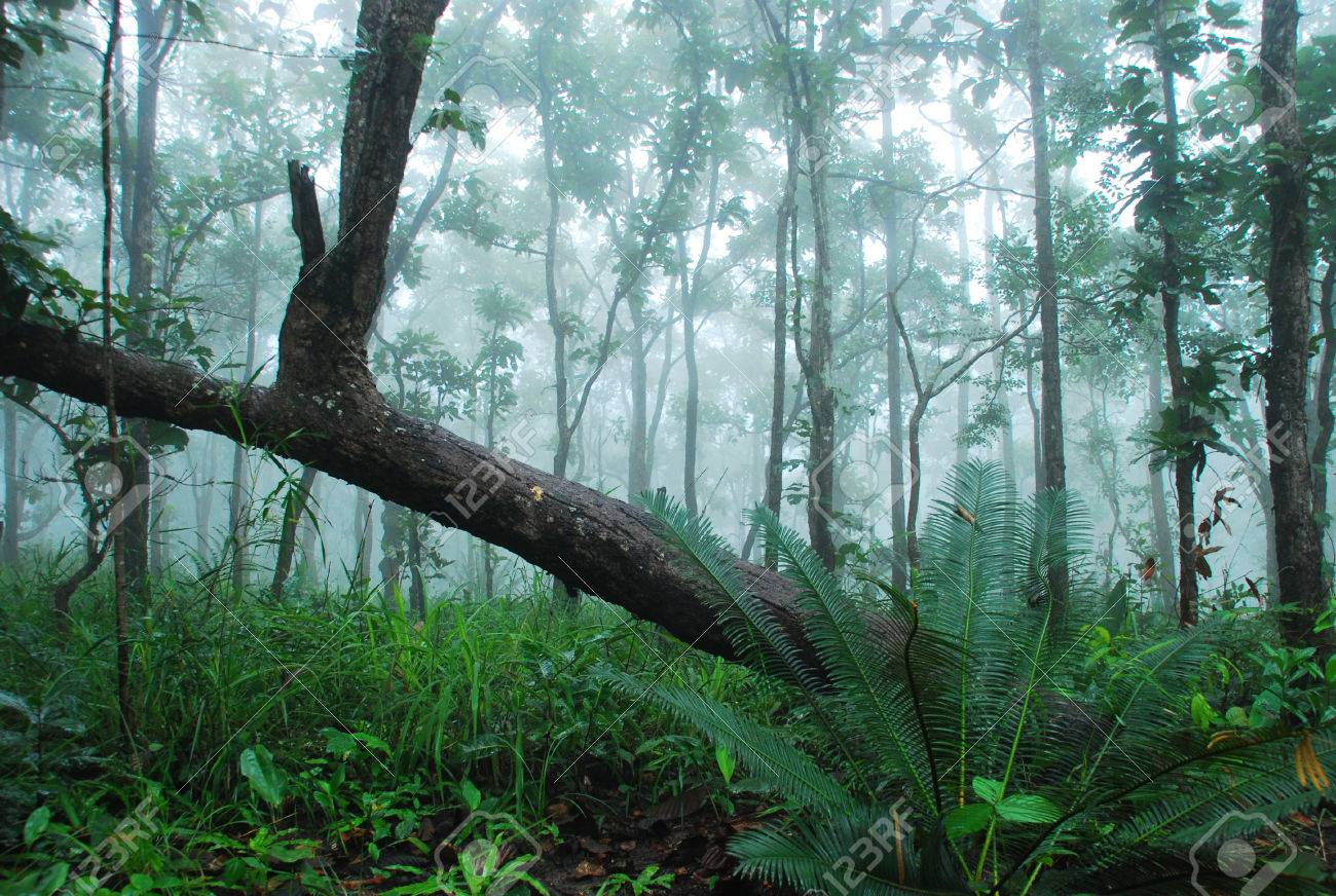 雨の後霧深い雨林 の写真素材 画像素材 Image